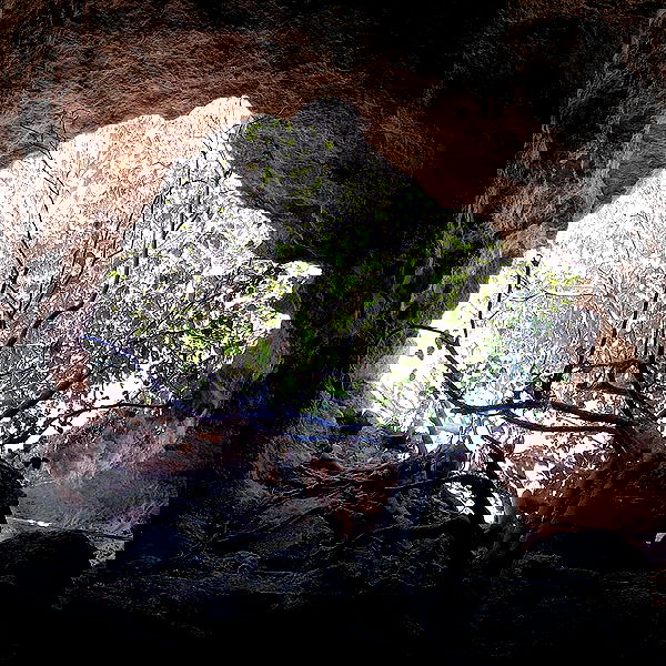 yam_adler image ~ Altpins