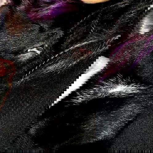 yam_adler image ~ Altpins