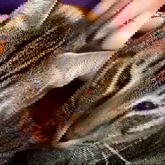 yam_adler image ~ Altpins