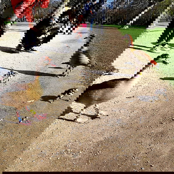 yam_adler image ~ Altpins