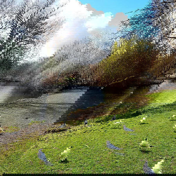 yam_adler image ~ Altpins