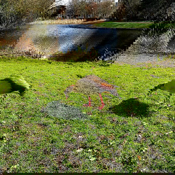 yam_adler image ~ Altpins