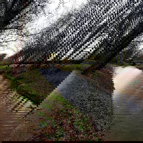 yam_adler image ~ Altpins