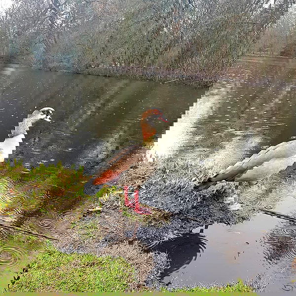 yam_adler image ~ Altpins