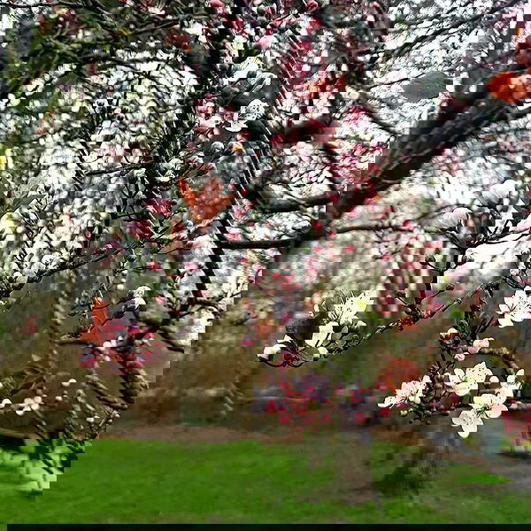 yam_adler image ~ Altpins