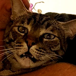 yam_adler image ~ Altpins