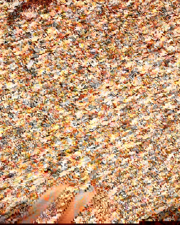 yam_adler image ~ Altpins