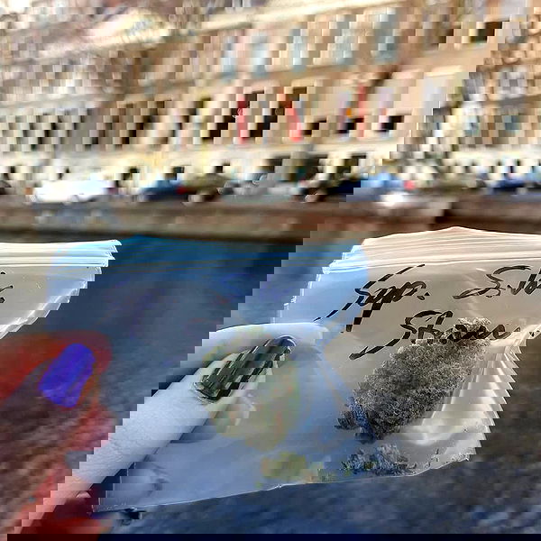 yam_adler image ~ Altpins