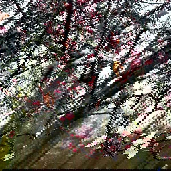 yam_adler image ~ Altpins