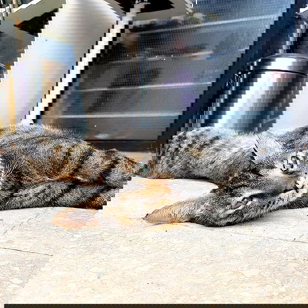 yam_adler image ~ Altpins