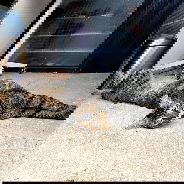 yam_adler image ~ Altpins