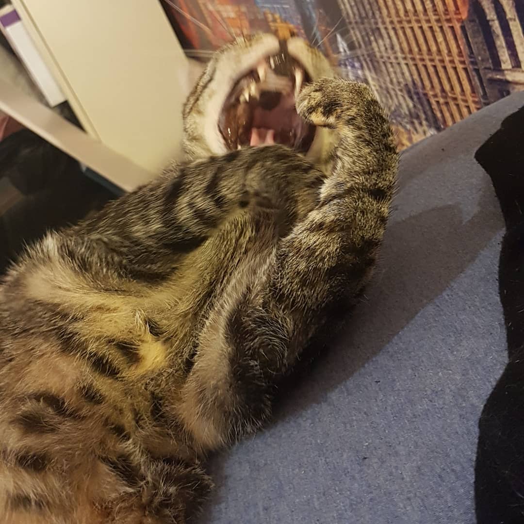 yam_adler instagram image archive image