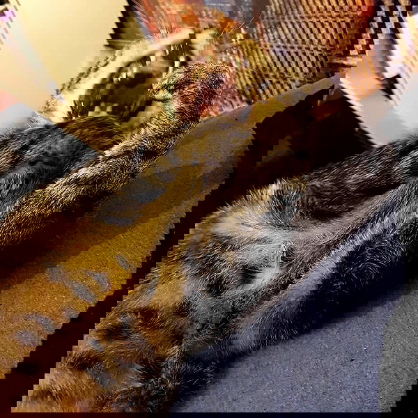 yam_adler image ~ Altpins