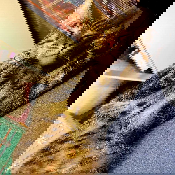 yam_adler image ~ Altpins