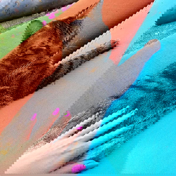 yam_adler image ~ Altpins