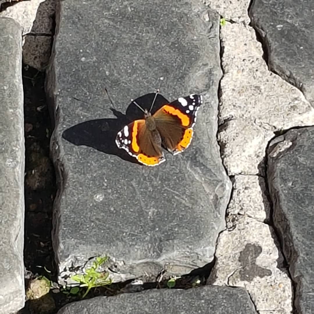 yam_adler instagram image archive image