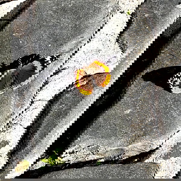 yam_adler image ~ Altpins