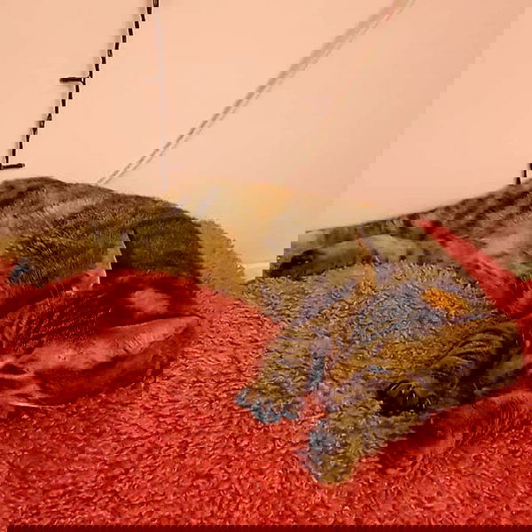 yam_adler image ~ Altpins