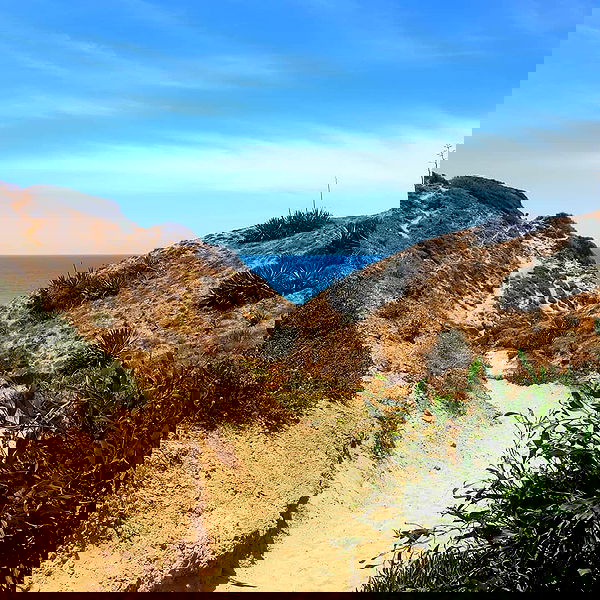 yam_adler image ~ Altpins