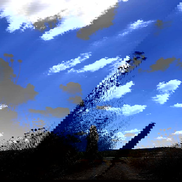 yam_adler image ~ Altpins