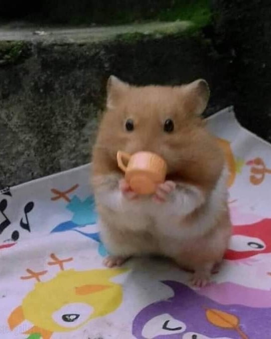 yam_adler instagram image archive image