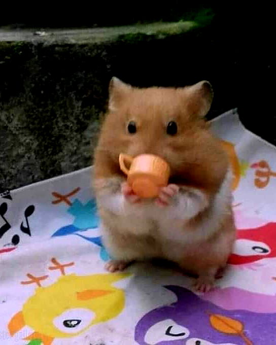 yam_adler image ~ Altpins