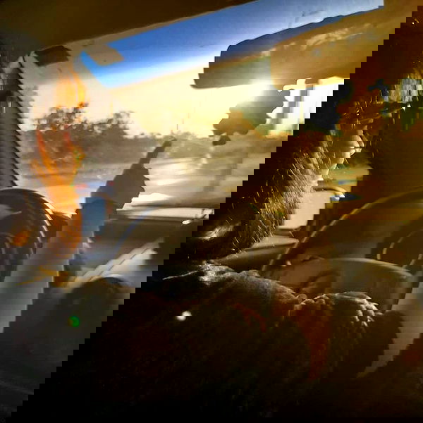 yam_adler image ~ Altpins