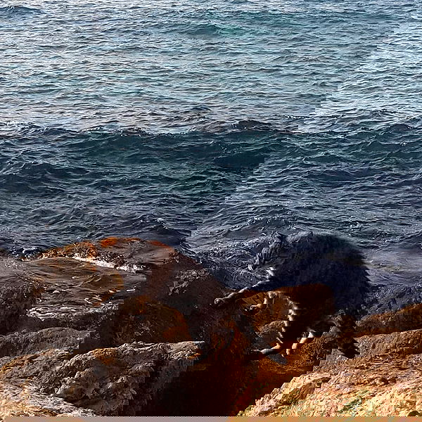 yam_adler image ~ Altpins