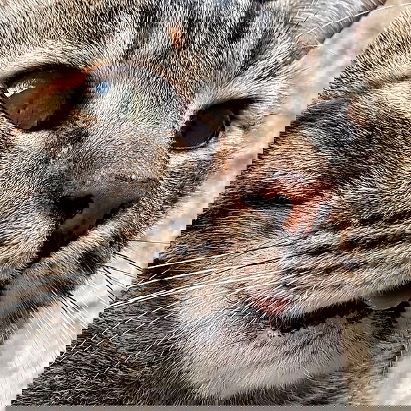 yam_adler image ~ Altpins