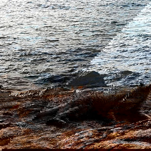 yam_adler image ~ Altpins