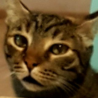 yam_adler image ~ Altpins