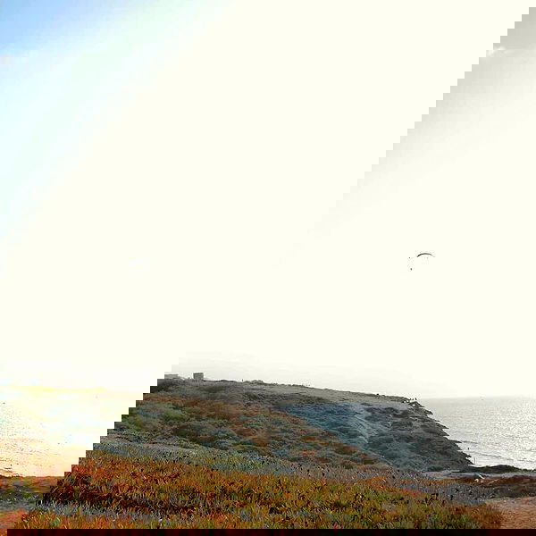 yam_adler image ~ Altpins