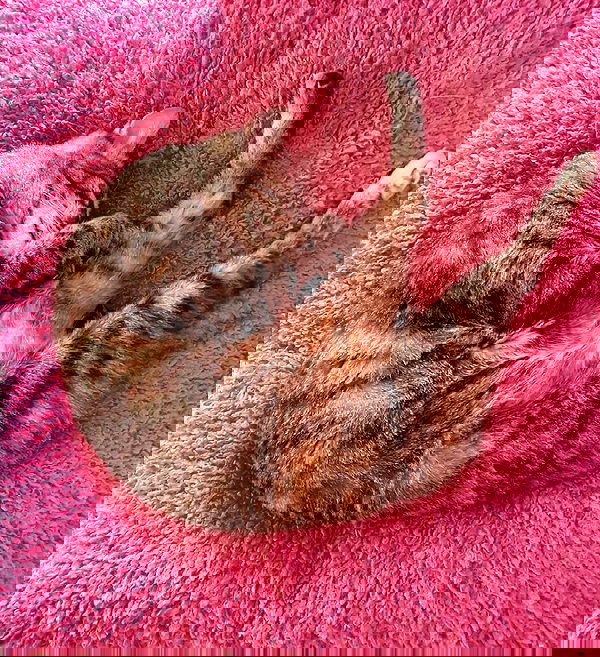 yam_adler image ~ Altpins