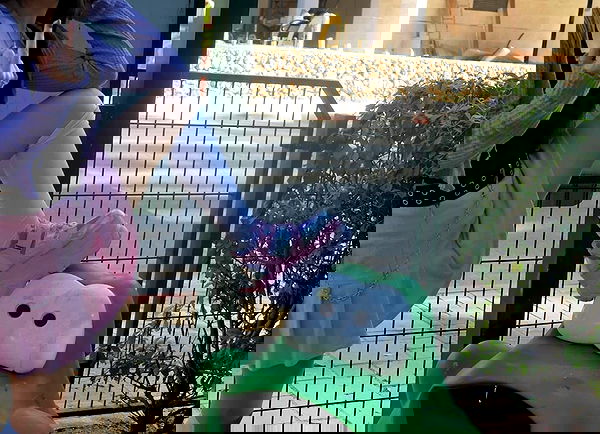 yam_adler image ~ Altpins