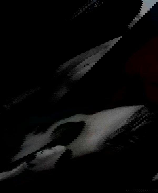 yam_adler image ~ Altpins