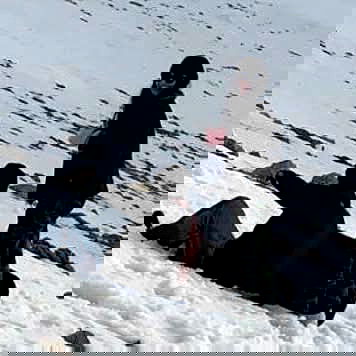 yam_adler image ~ Altpins