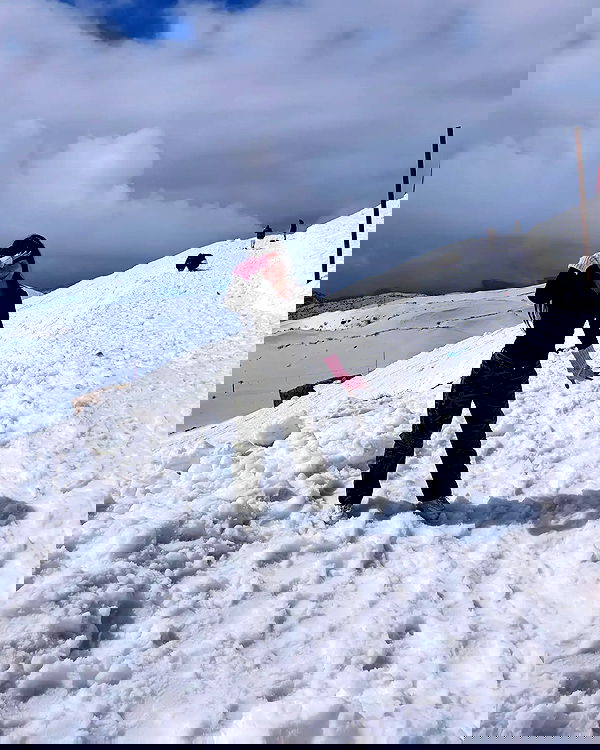 yam_adler image ~ Altpins