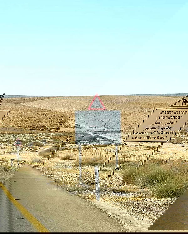 yam_adler image ~ Altpins