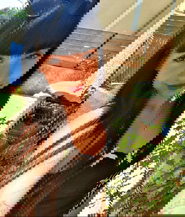 yam_adler image ~ Altpins