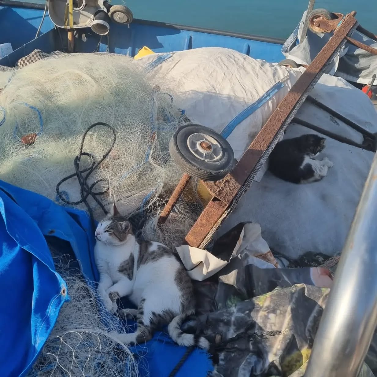 yam_adler instagram image archive image