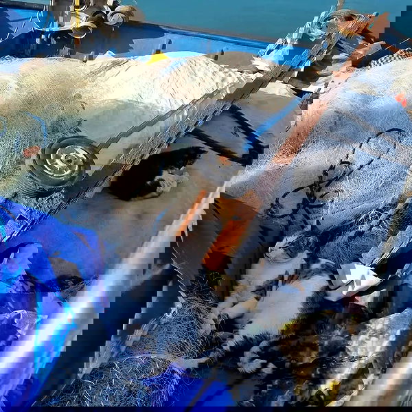 yam_adler image ~ Altpins