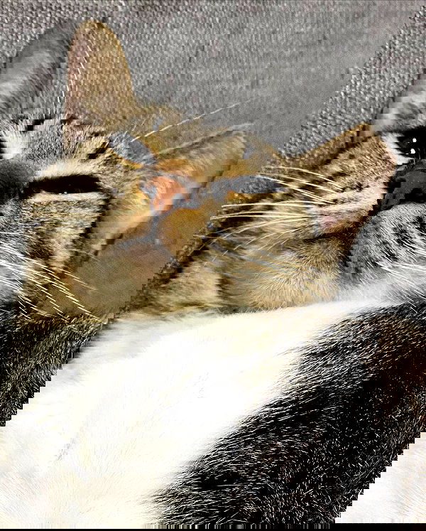 yam_adler image ~ Altpins