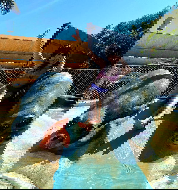 yam_adler image ~ Altpins