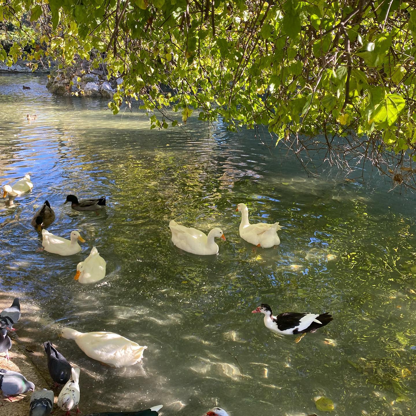 yam_adler instagram image archive image