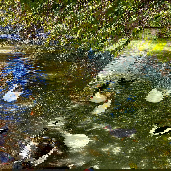 yam_adler image ~ Altpins