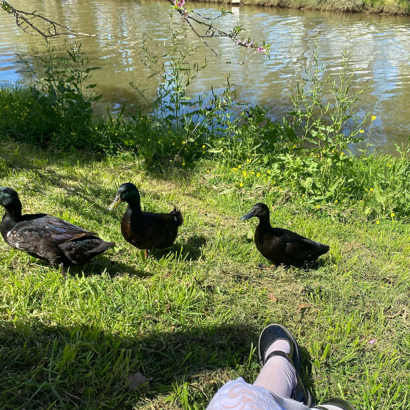 yam_adler instagram image archive image