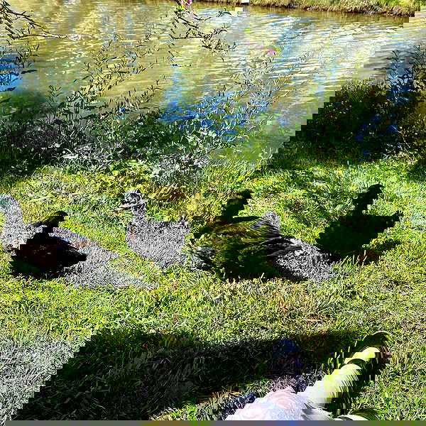 yam_adler image ~ Altpins