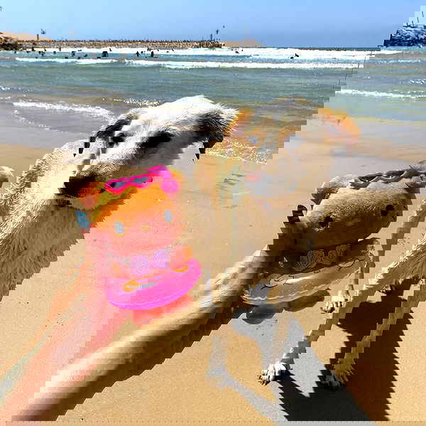 yam_adler image ~ Altpins