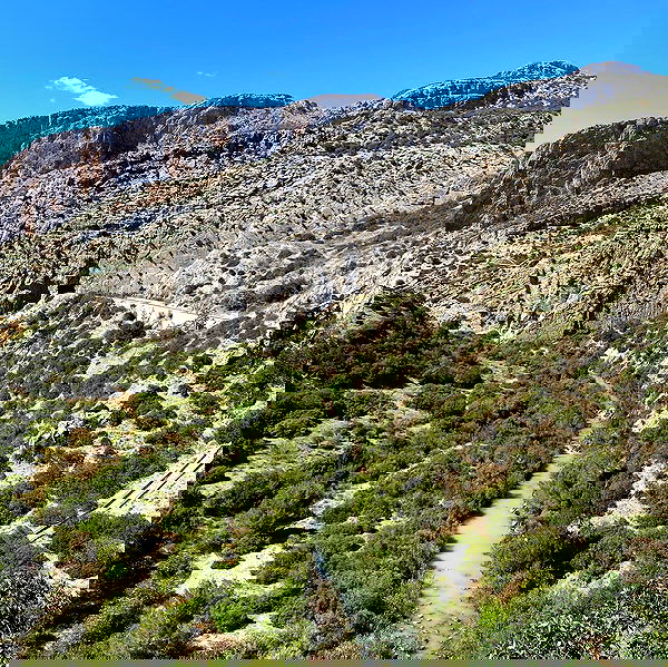 yam_adler image ~ Altpins