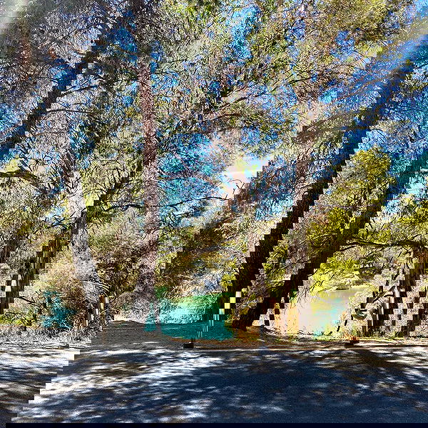 yam_adler image ~ Altpins